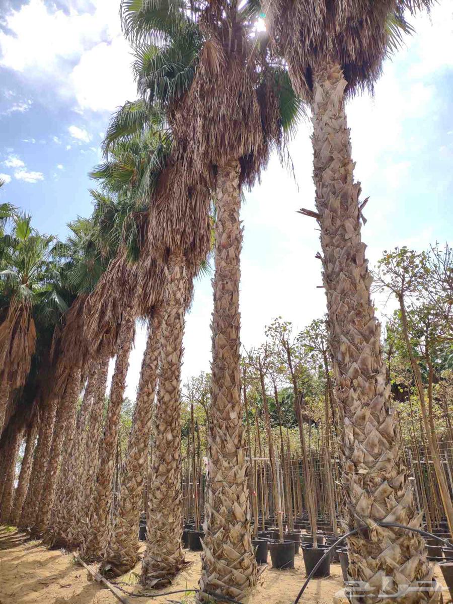 Washington trees 12 meters and more63030142505730113