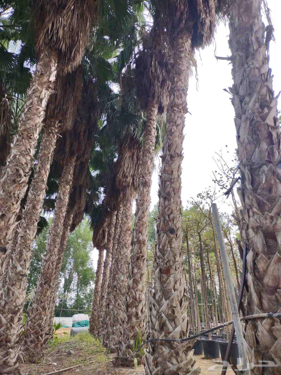 Washington trees 12 meters and more63030142505730112