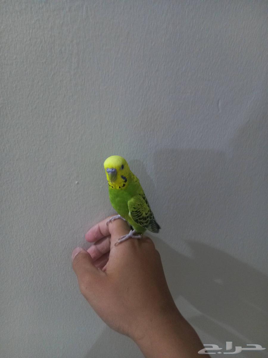 طير بادجي ذكر أليف جدا يحب اللعب مع الأطفال63368823720834111