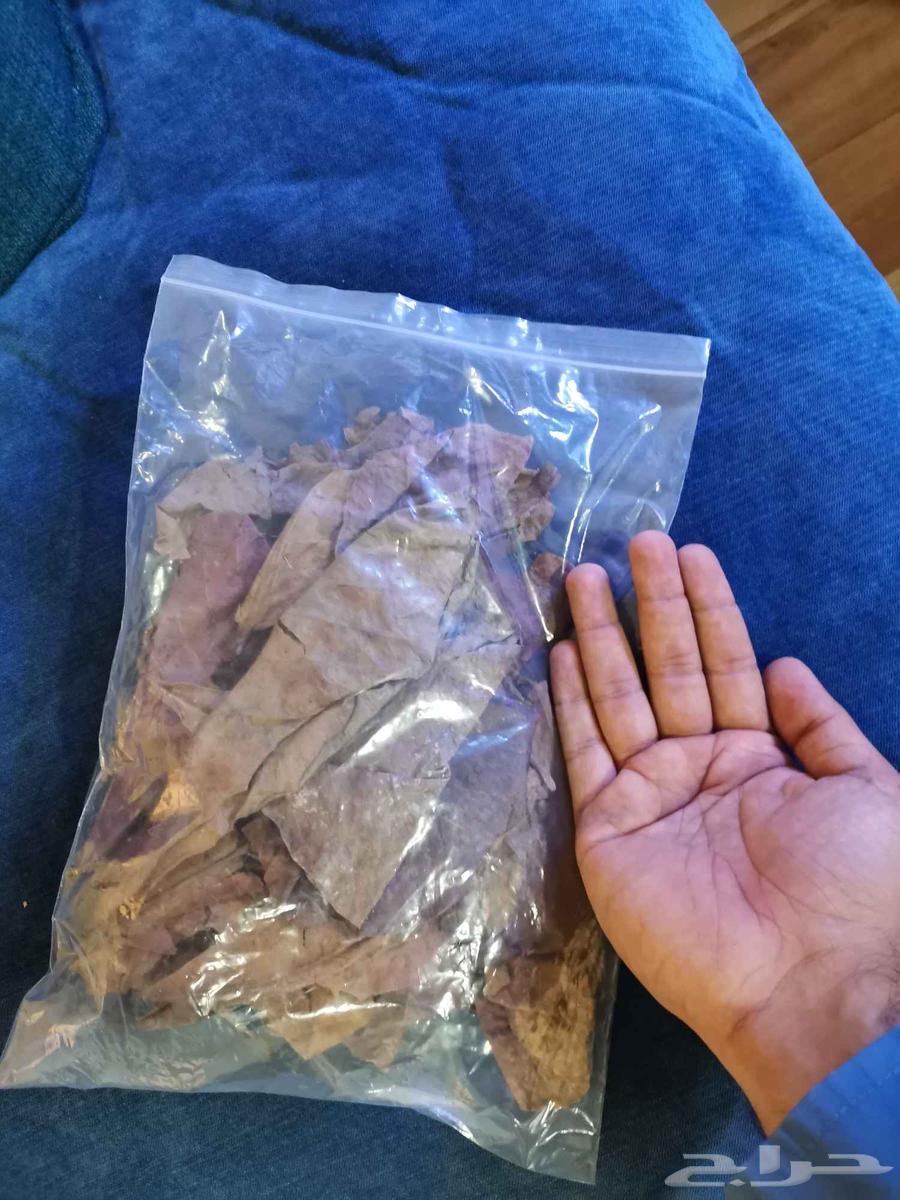 Almond leaves633694412235531126