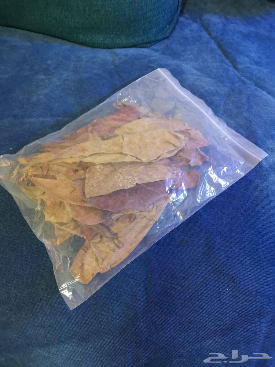 Almond leaves63369441223553111