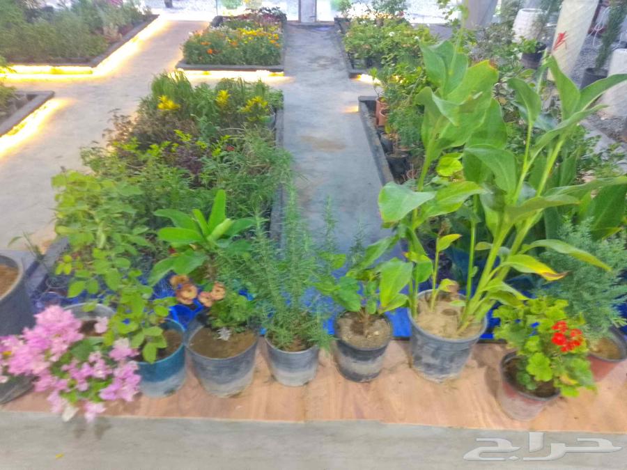 Al-Zahra Al-Khalij Agricultural Company, Najran, Dahha63368928041474112