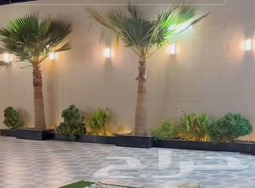 Washington palm, date palm with a long trunk63030554039297113