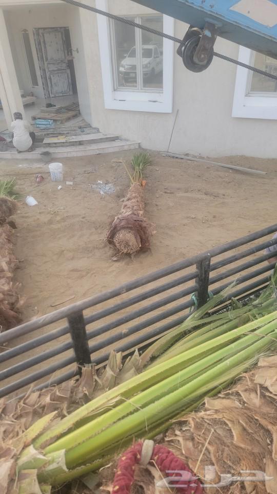 Washington palm, date palm with a long trunk63030554039297111
