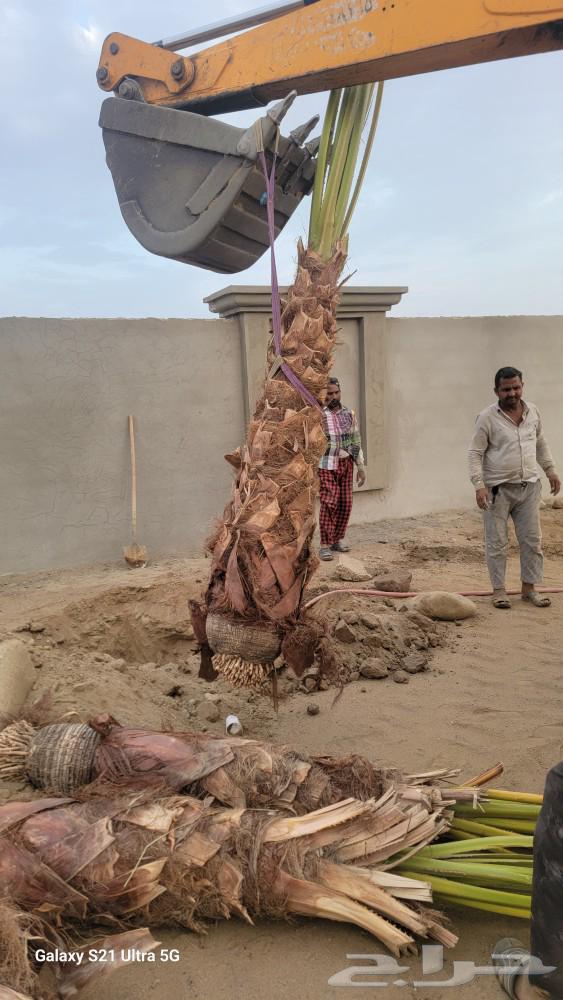 Washington palm, date palm with a long trunk630305540392971129