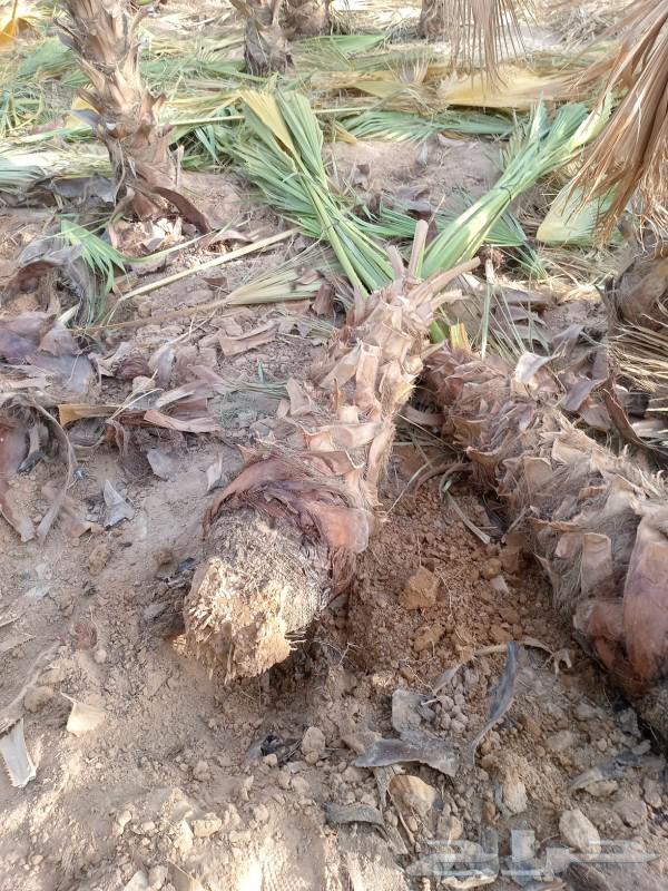 Washington palm, date palm with a long trunk63030554039297112