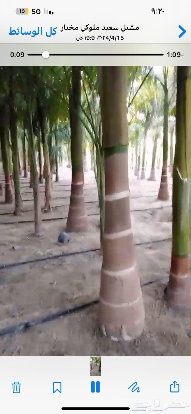 Washington trees 12 meters and more63030142505730111