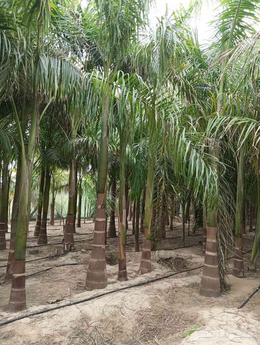 Washington trees 12 meters and more63030142505730111
