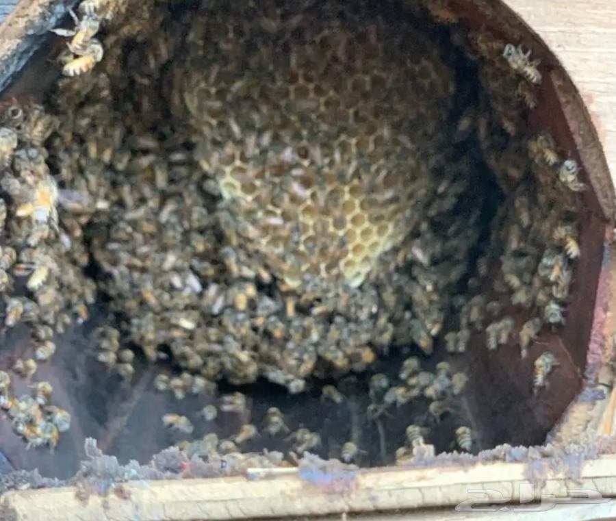 Honeycombs for sale, Shamrani and Mahayili63364962561537111