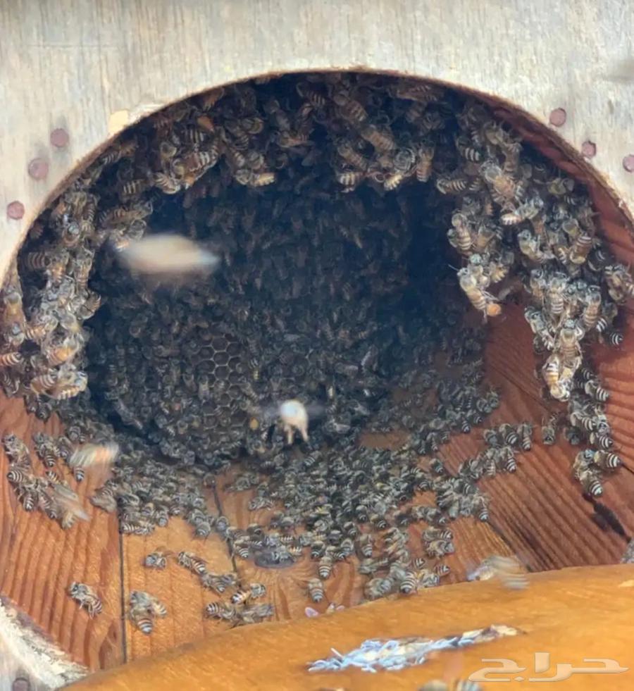 Honeycombs for sale, Shamrani and Mahayili63364962561537112