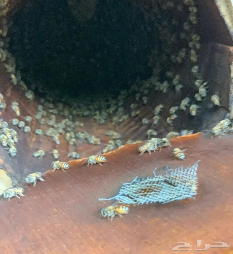 Honeycombs for sale, Shamrani and Mahayili63364962561537113