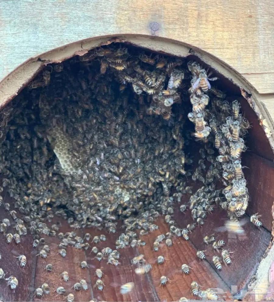 Honeycombs for sale, Shamrani and Mahayili63364962561537115