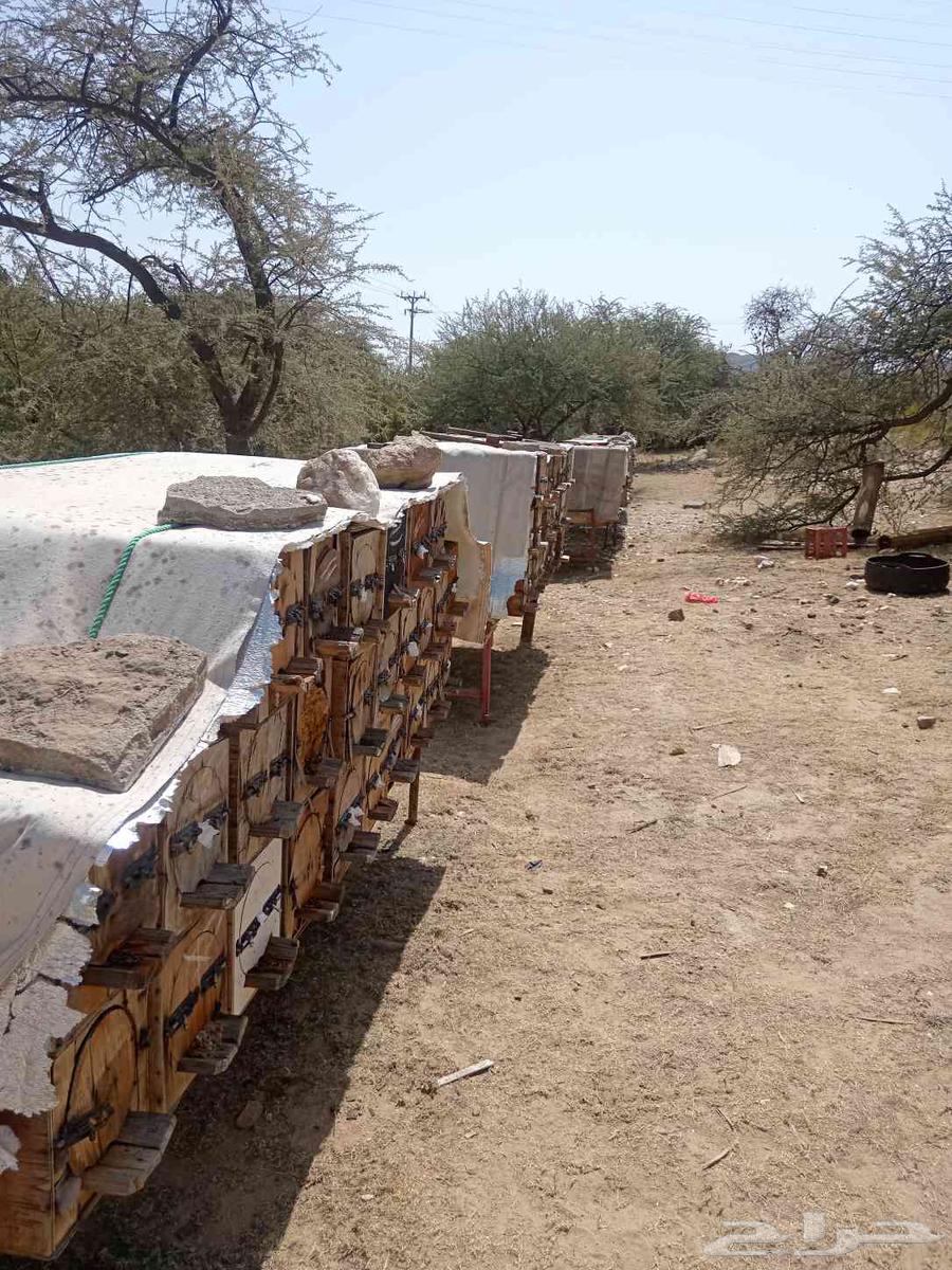 Honeycombs for sale, Shamrani and Mahayili63364962561537114