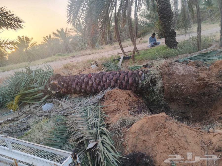 Al-Qassim, under the supervision of Abu Ali, supplies all types of fruit-bearing palm trees63365542692227111