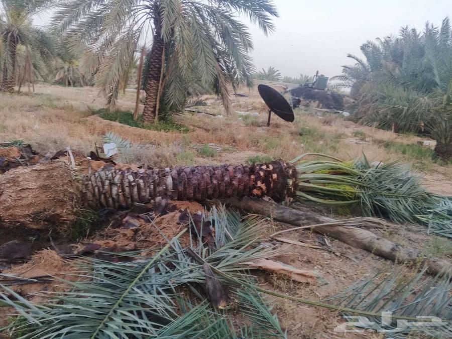 Al-Qassim, under the supervision of Abu Ali, supplies all types of fruit-bearing palm trees63365542692227114