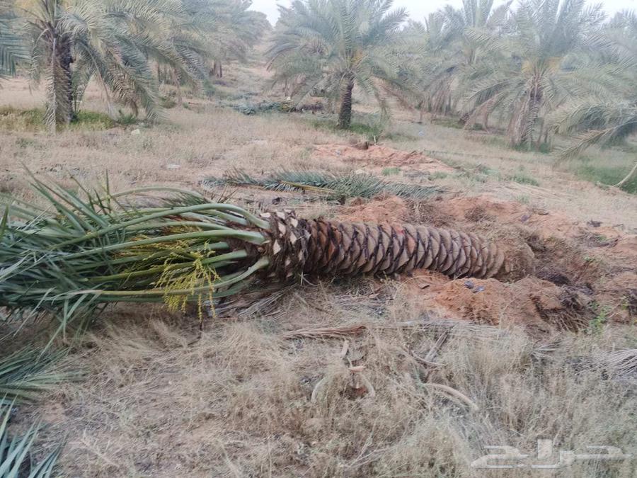 Al-Qassim, under the supervision of Abu Ali, supplies all types of fruit-bearing palm trees63365542692227112