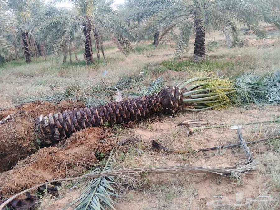 Al-Qassim, under the supervision of Abu Ali, supplies all types of fruit-bearing palm trees63365542692227113