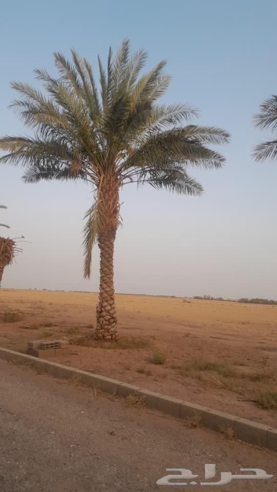 Al-Qassim, under the supervision of Abu Ali, supplies all types of fruit-bearing palm trees633655426922271119