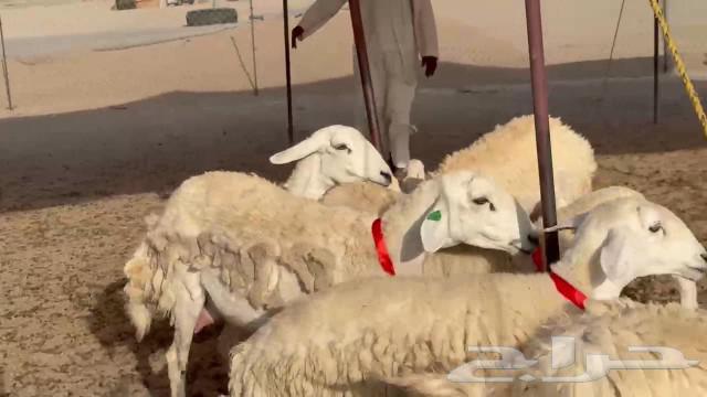 رخال حريات جدعان وتنايه ورباع خلفات طيبة صنف مراح واحد63360518016002111