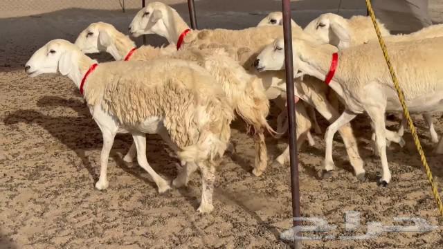 رخال حريات جدعان وتنايه ورباع خلفات طيبة صنف مراح واحد63360518016002112