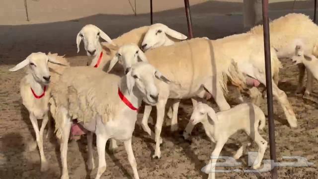 رخال حريات جدعان وتنايه ورباع خلفات طيبة صنف مراح واحد63360518016002114