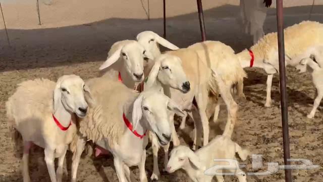 رخال حريات جدعان وتنايه ورباع خلفات طيبة صنف مراح واحد63360518016002113