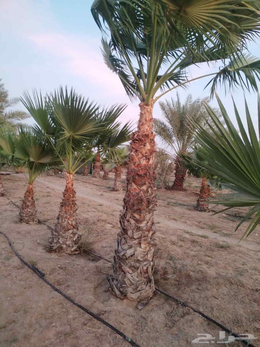 زراعة وتعديل وتكريب وتنظيف جميع انواع النخيل بلدي والوشنطنيه63029688385282113