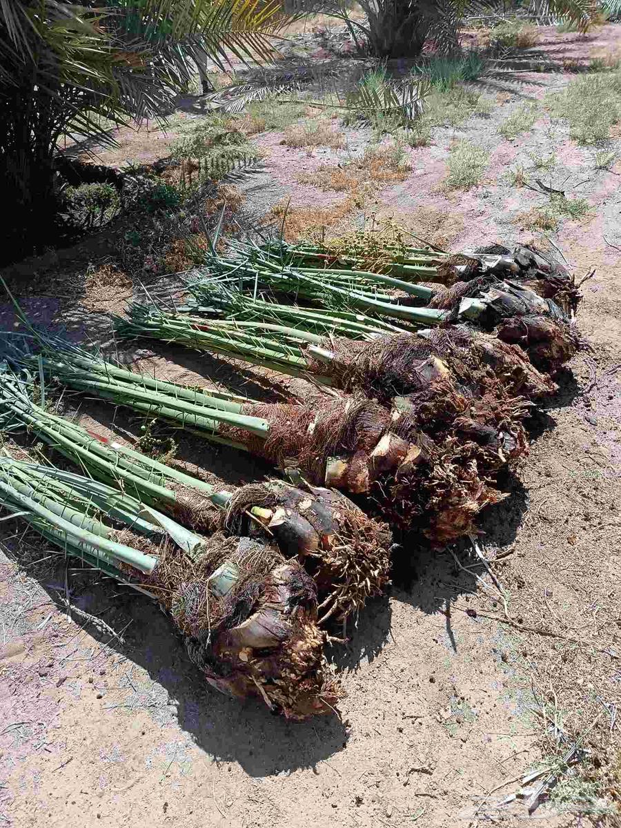 Date palms for sale, fruitful, Khalas, Barhi, Sukkari, Saffi, Al-Qassim date palms63357683967747111