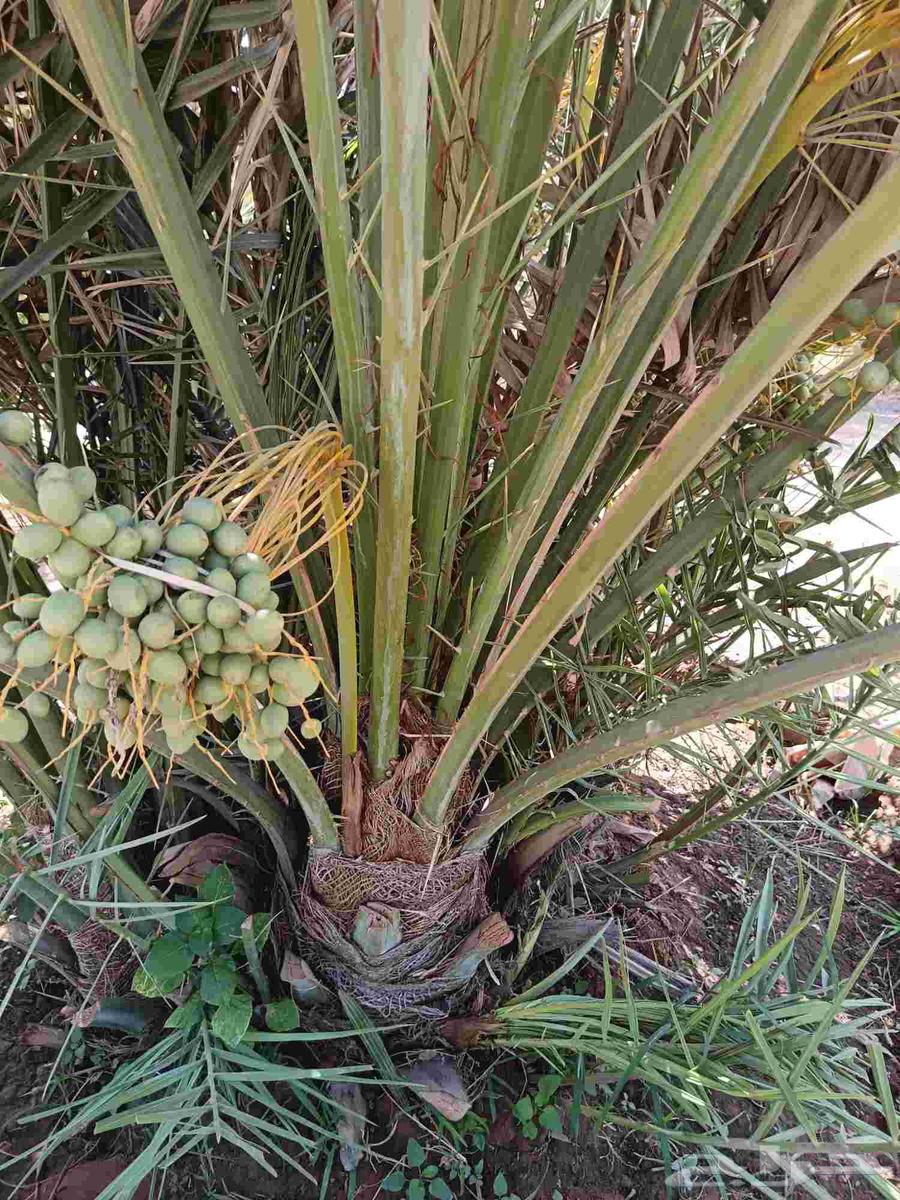 Date palms for sale, fruitful, Khalas, Barhi, Sukkari, Saffi, Al-Qassim date palms63357683967747112