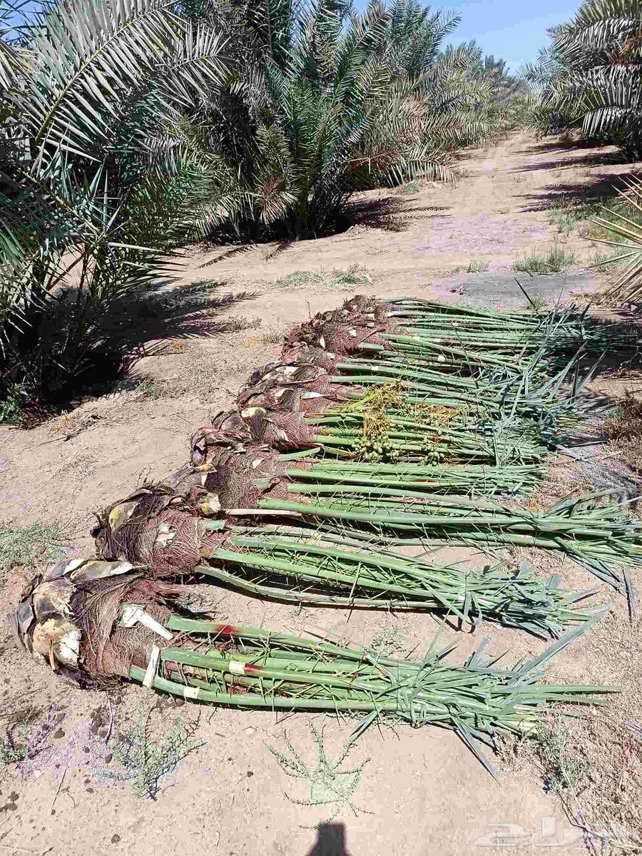 Date palms for sale, fruitful, Khalas, Barhi, Sukkari, Saffi, Al-Qassim date palms633576839677471123