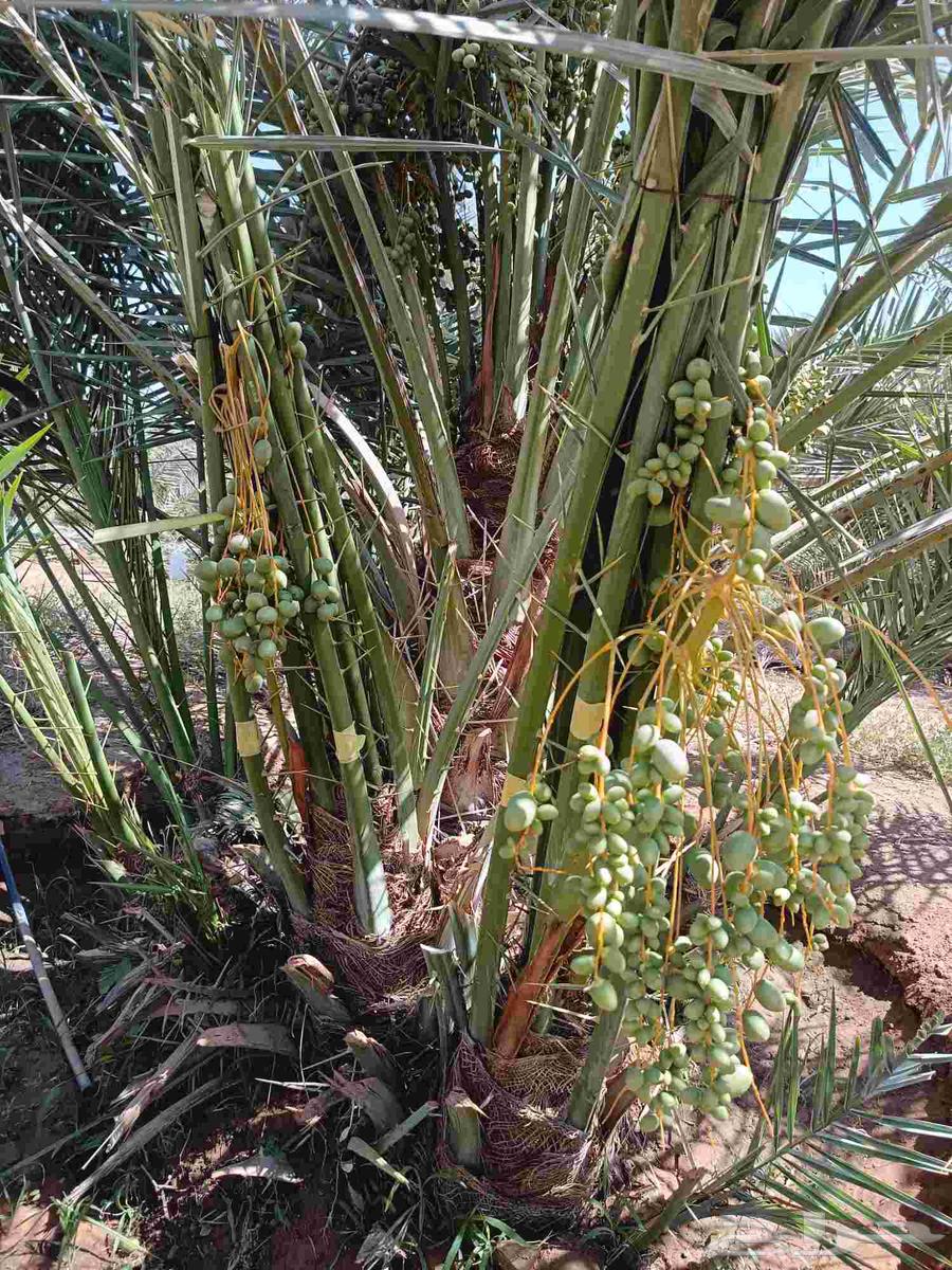 Date palms for sale, fruitful, Khalas, Barhi, Sukkari, Saffi, Al-Qassim date palms63357683967747114