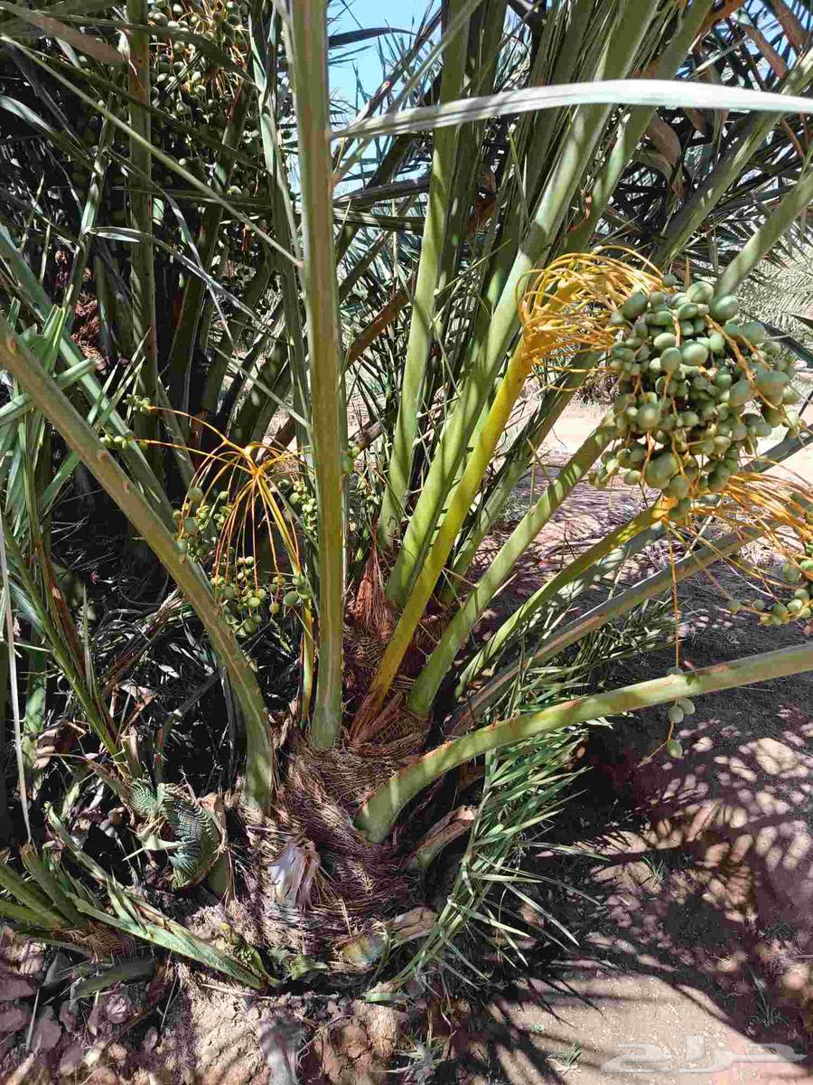 Date palms for sale, fruitful, Khalas, Barhi, Sukkari, Saffi, Al-Qassim date palms63357683967747113