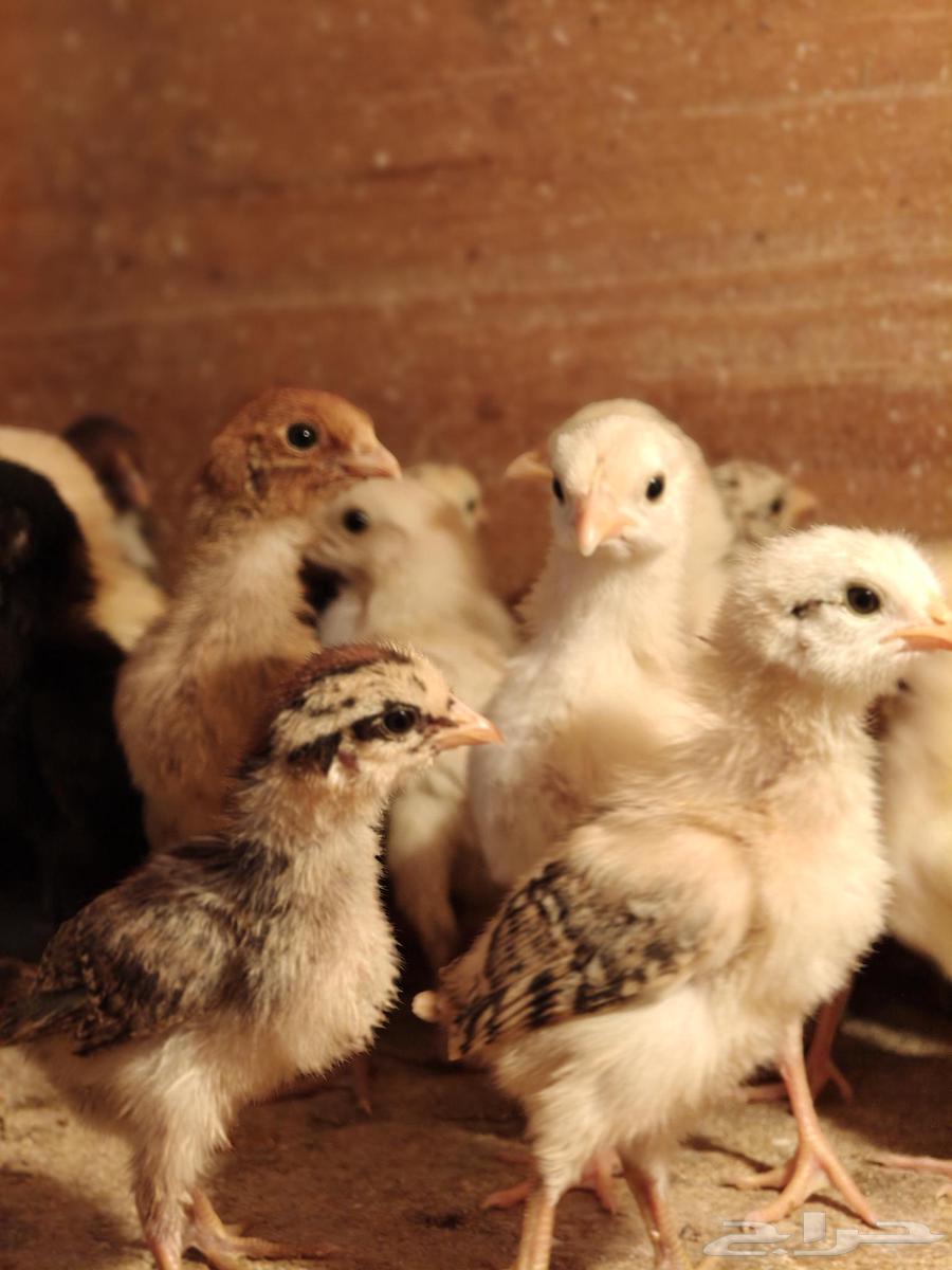 Local chicken chicks for sale63357749092098112
