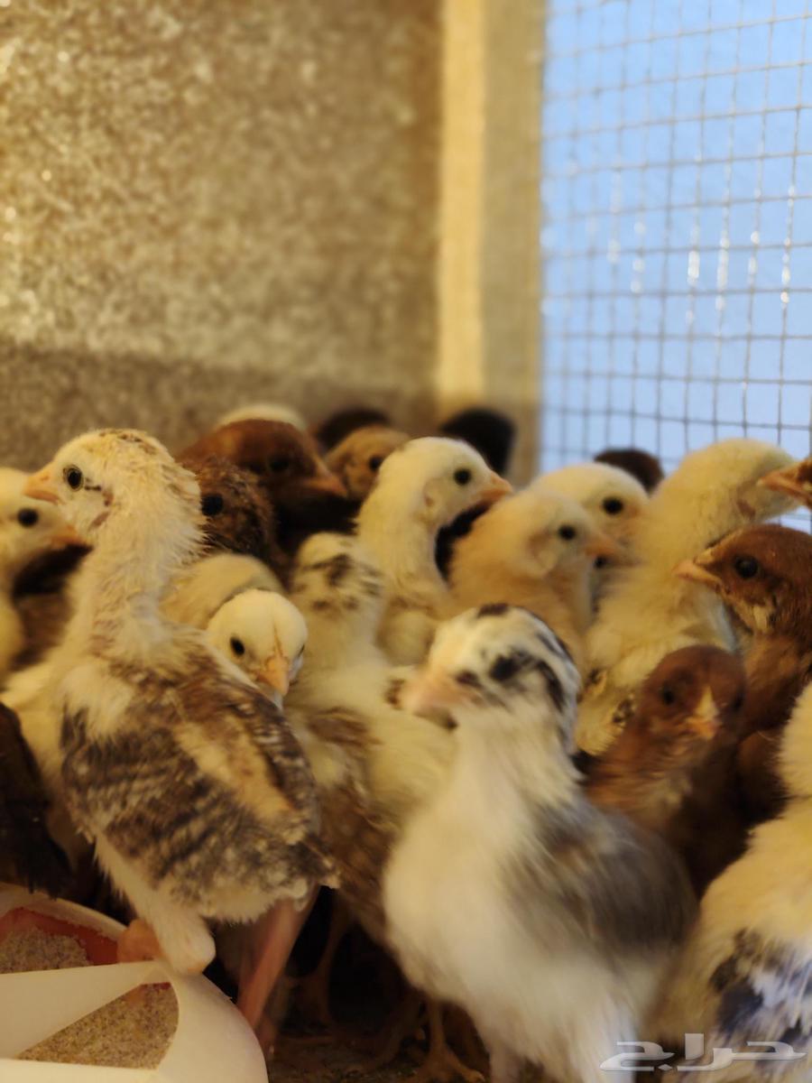 Local chicken chicks for sale63357749092098111