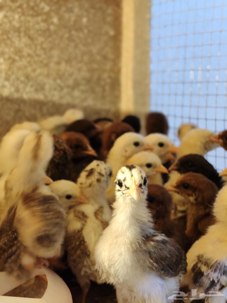 Local chicken chicks for sale63357749092098110