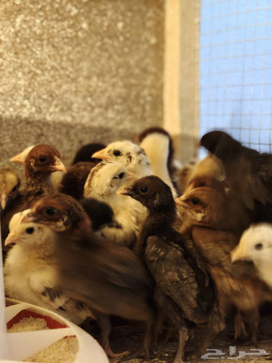 Local chicken chicks for sale63357749092098114