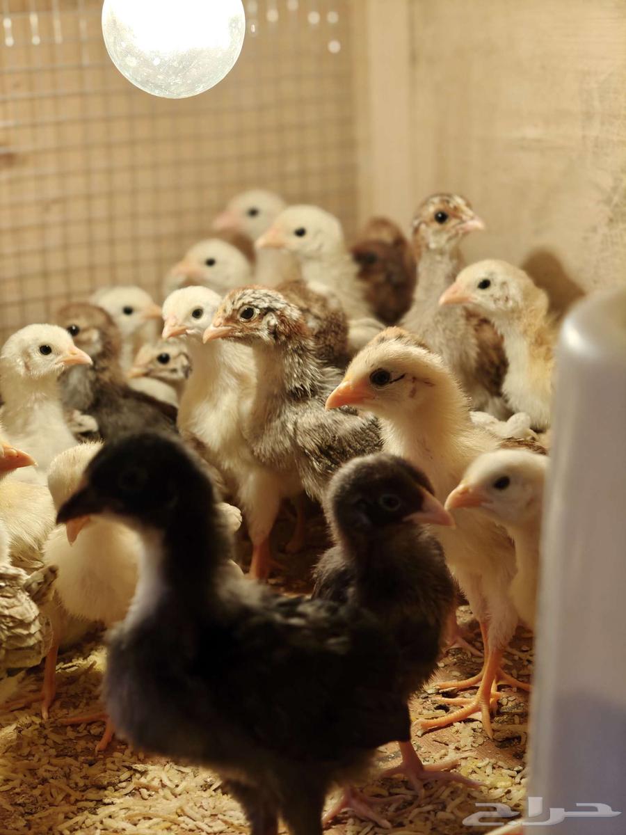 Local chicken chicks for sale63357749092098113