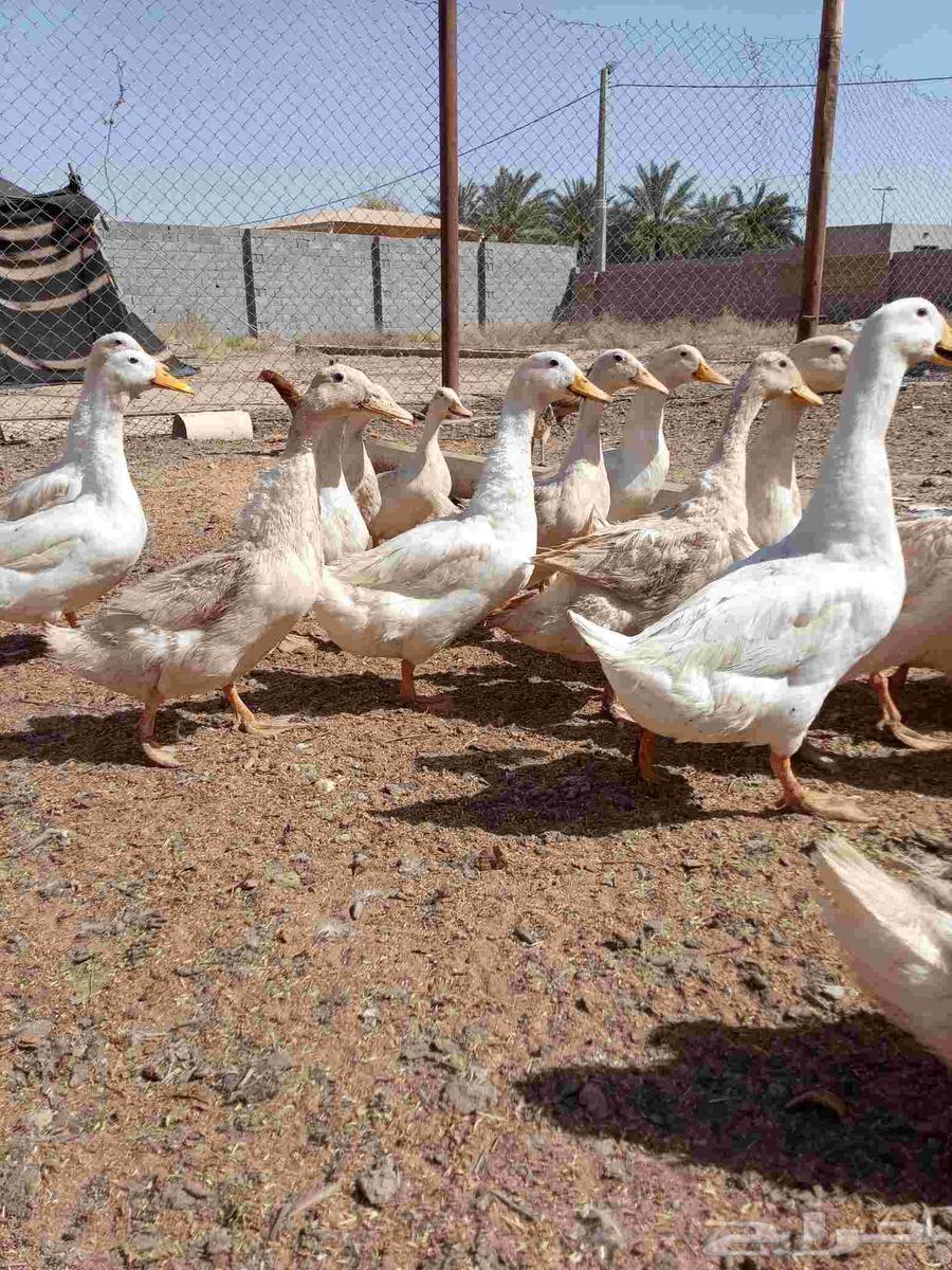 بط بكيني بياض العدد 10اجواز 10 ذكور 10 اناث63352542722691111