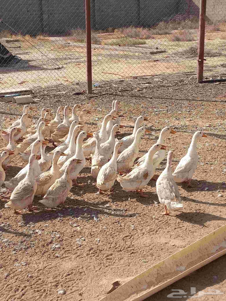 بط بكيني بياض العدد 10اجواز 10 ذكور 10 اناث63352542722691112