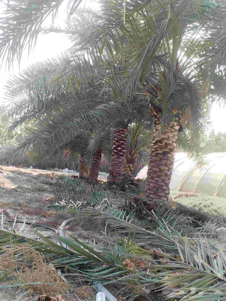 زراعة وتعديل وتكريب وتنظيف جميع انواع النخيل بلدي والوشنطنيه63029688385282113