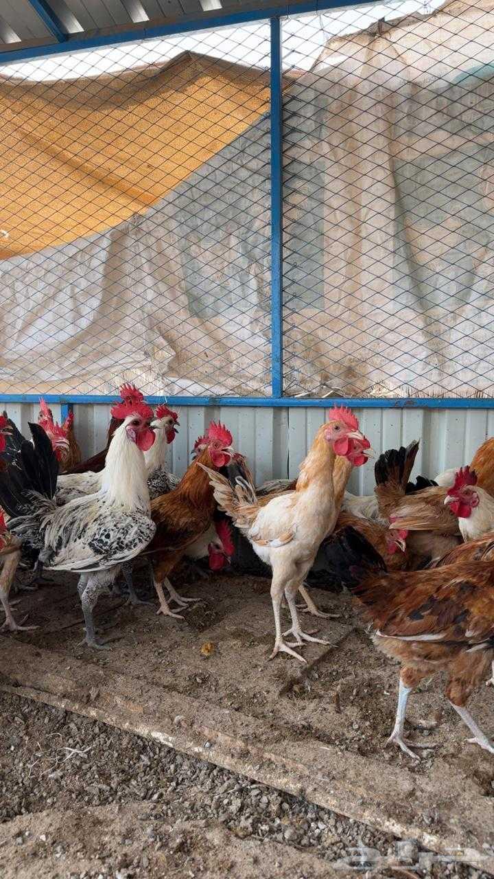 ديوك للبيع بلدي63358020788866111