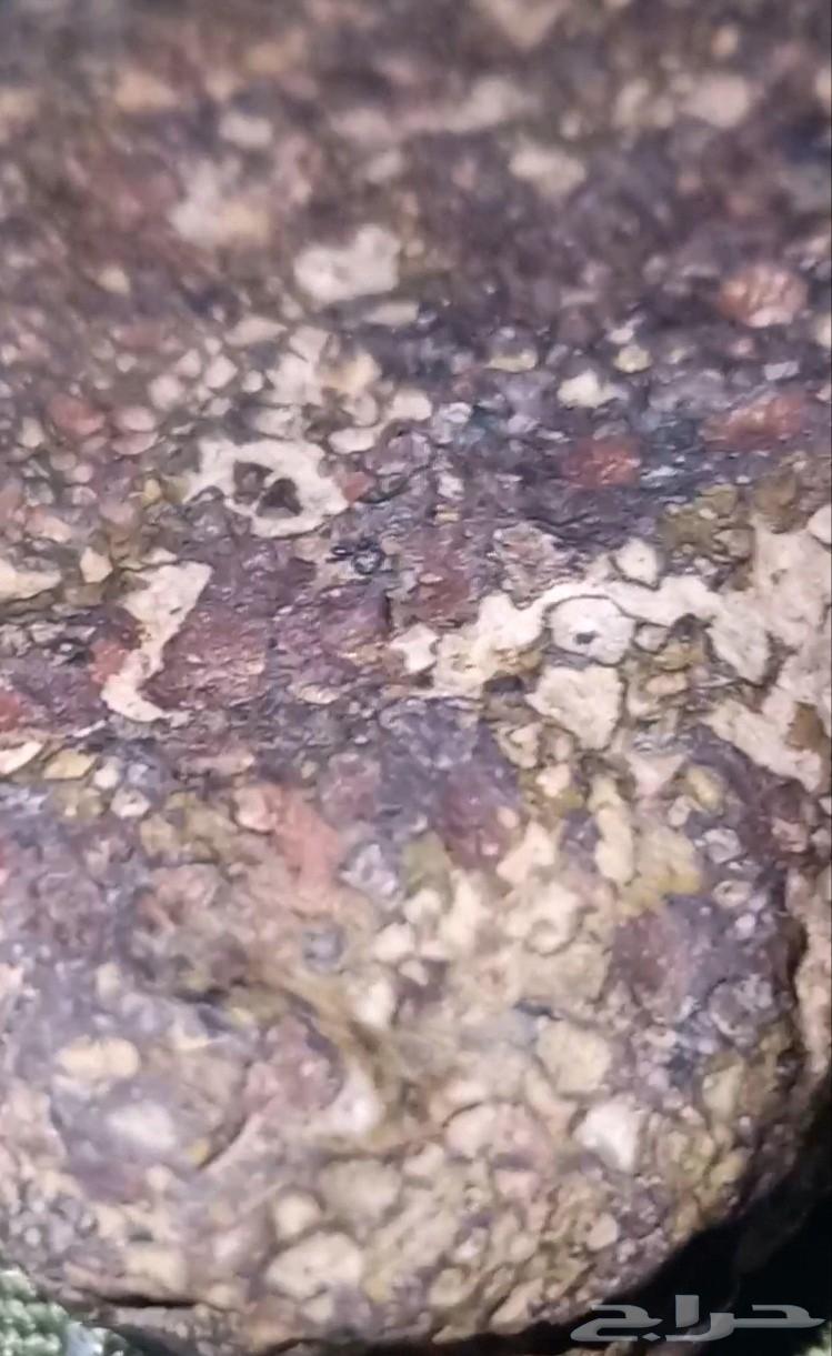Fossilized dinosaur bone agate...63154827707907113
