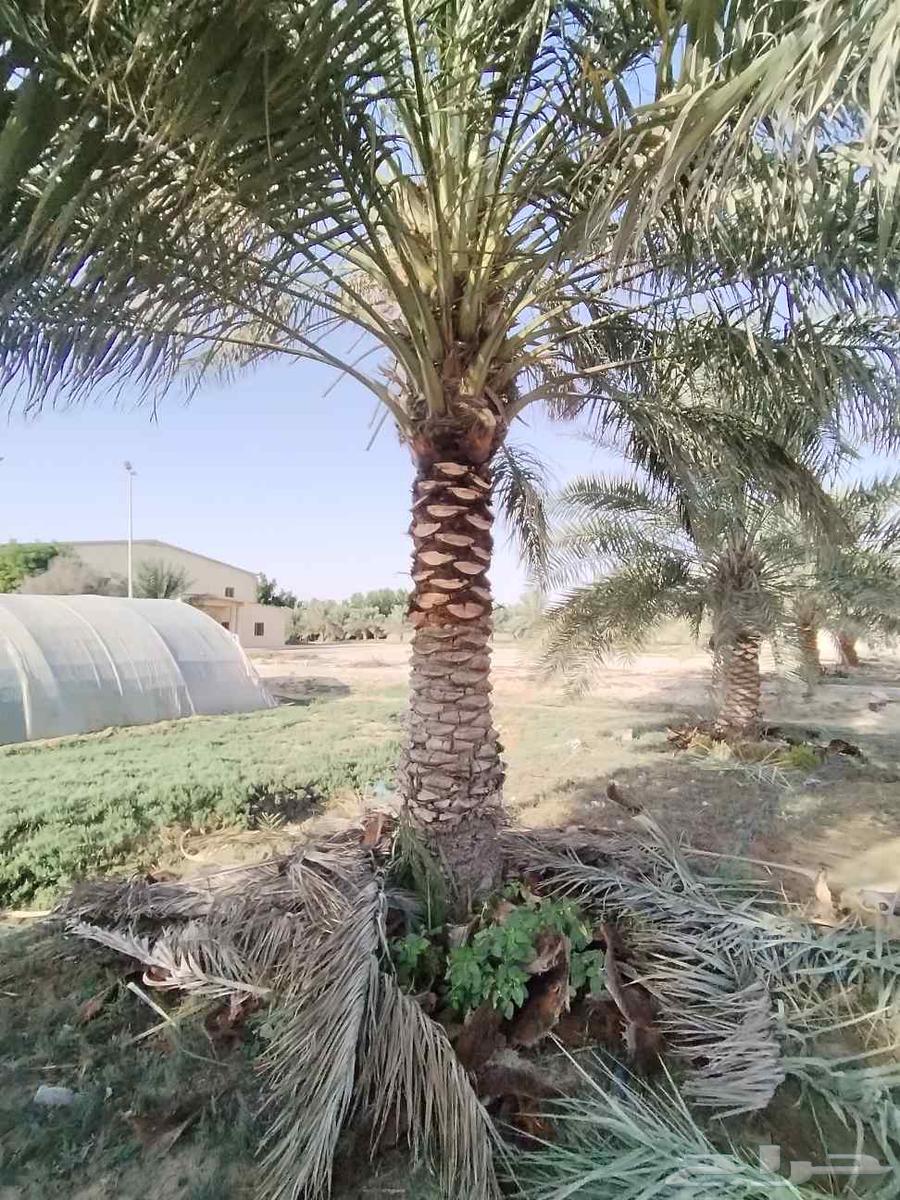 زراعة وتعديل وتكريب وتنظيف جميع انواع النخيل بلدي والوشنطنيه63029688385282112
