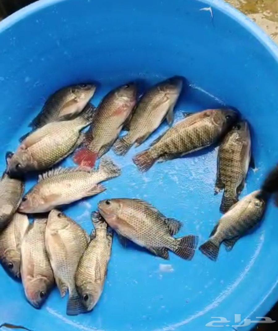 للبيع سمك بلطي63358538063363112