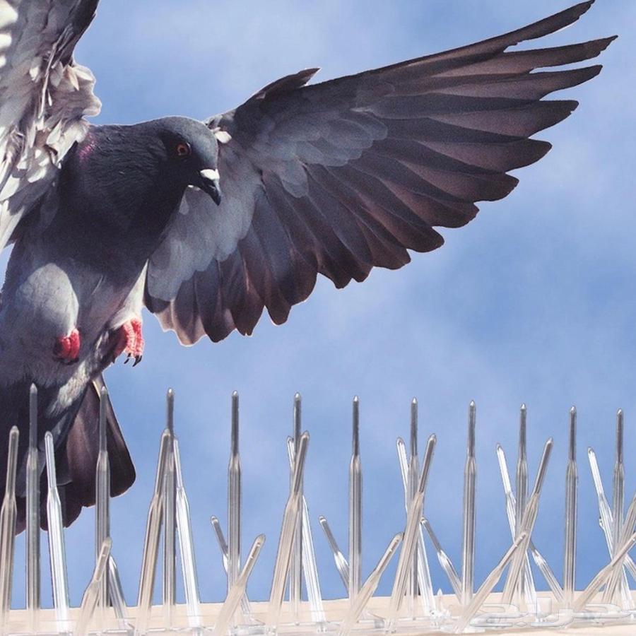 Pigeon repellent installation in Al-Khobar630283514184971112