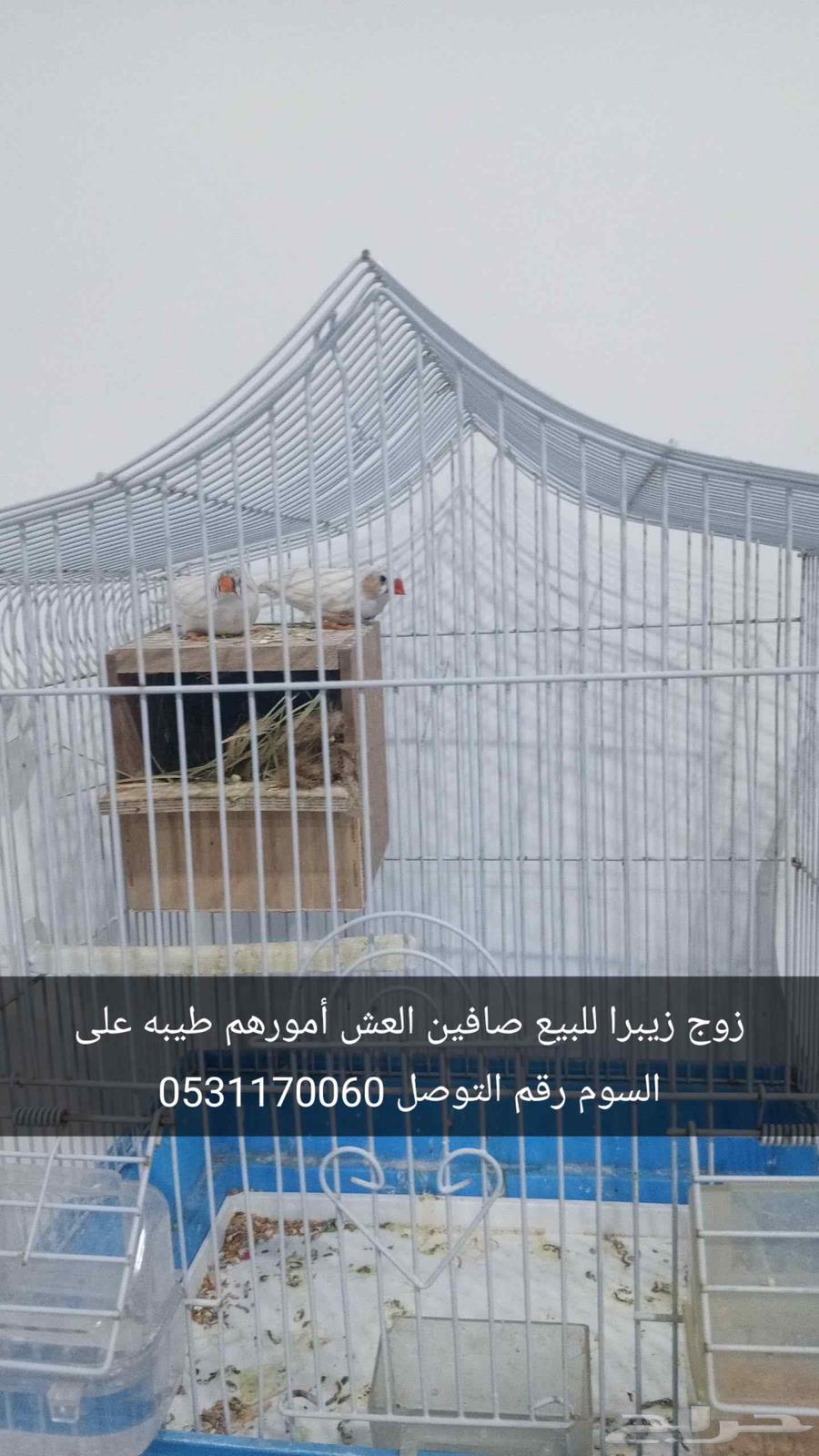 زوج زيبرا للبيع صافين العش السوم رقم التوصل63345783830659113