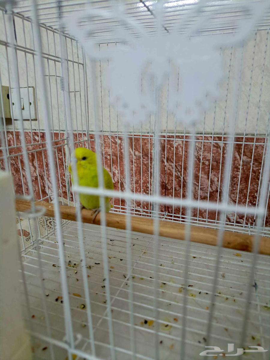 Lovebird birds are small birds.633488424817951126