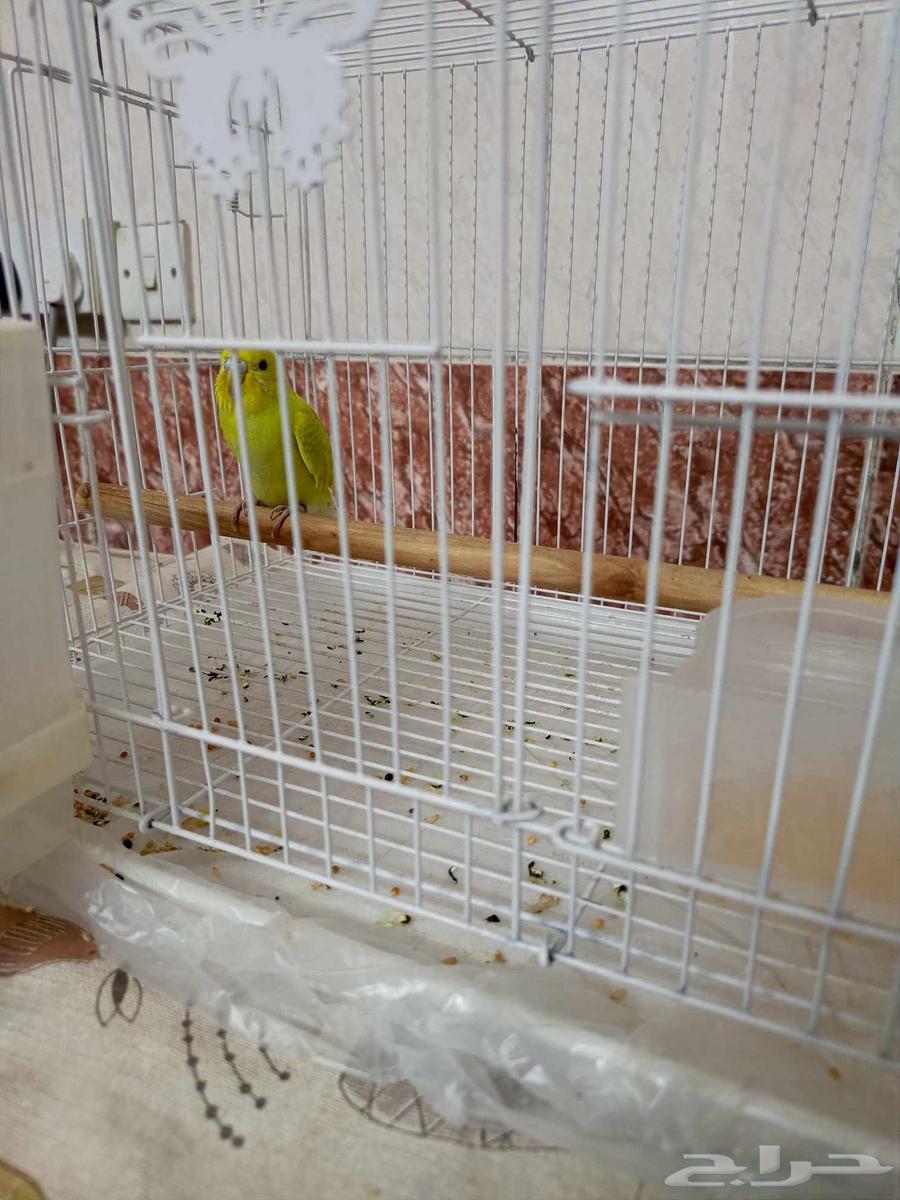Lovebird birds are small birds.63348842481795112
