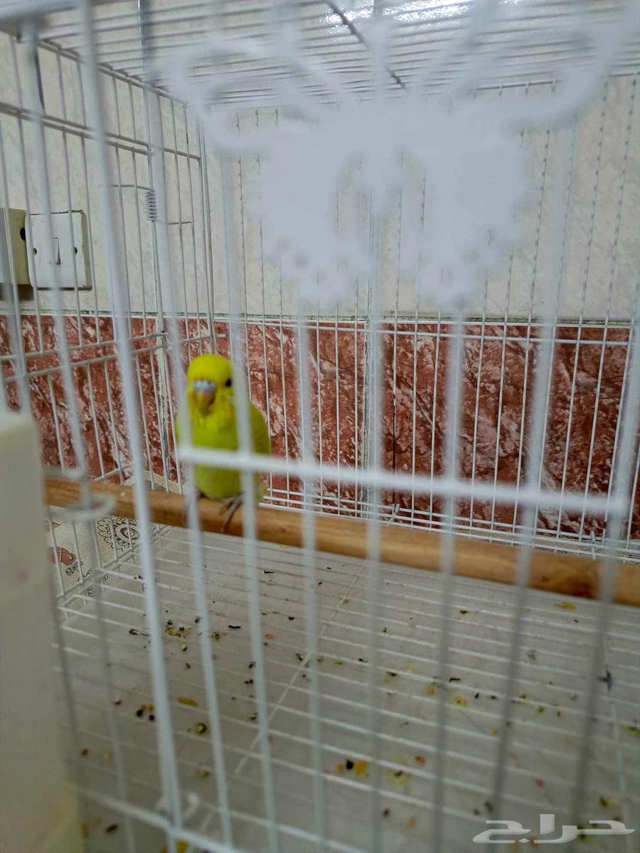 Lovebird birds are small birds.63348842481795111
