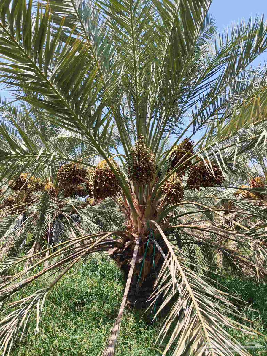 للبيع مزرعة او مزرعتين مثمره عجوه وصفاوي63348838905602113